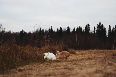 Cows on field against sky