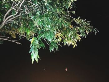 Close-up of plant against black background