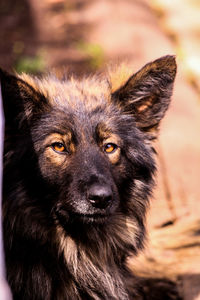 Close-up portrait of dog