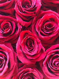 Full frame shot of rose bouquet
