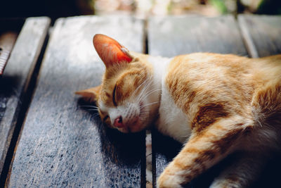 Cat sleeping