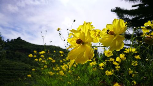 Close-up of yellow flowering plants against sky