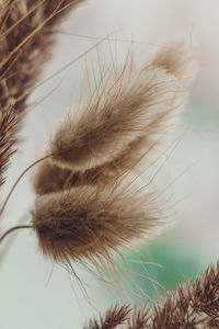 Close-up of dandelion flower against sky