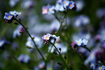 Close-up of honey bee on flower