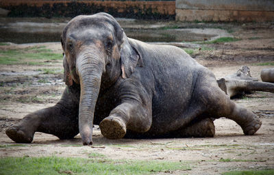 Portrait of elephant in zoo