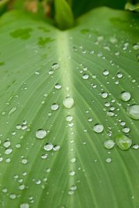 Close-up of water drops on leaf