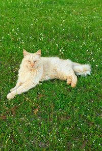 Dog relaxing on grassy field