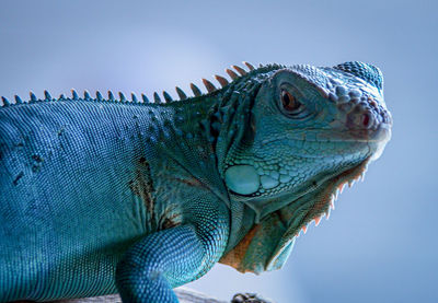 Close-up of a lizard against blue background