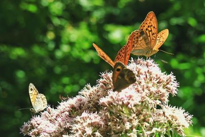 Close-up of butterfly pollinating on flower