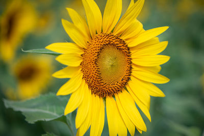 Close-up of yellow sunflower