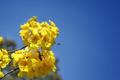 Close-up of yellow flowers blooming against blue sky