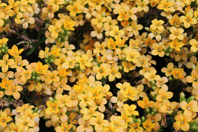 Full frame of yellow flowers