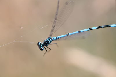 Close-up of insect on web