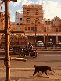 Horse cart on street in city