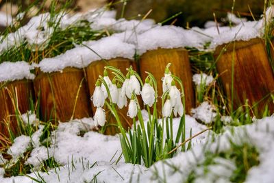 Close-up of snow covered plants on field