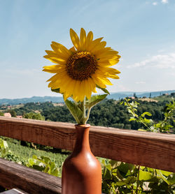 Close-up of sunflower against sky