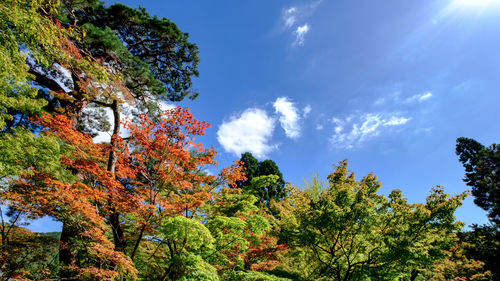 The colorful autumn foliage at a japanese garden,kyoto, japan.