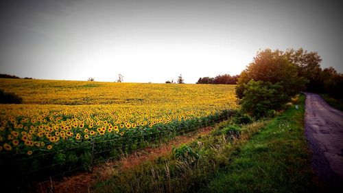 View of yellow flowers growing in field