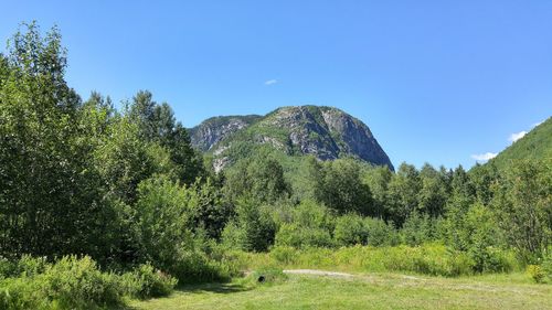 Green landscape against clear blue sky