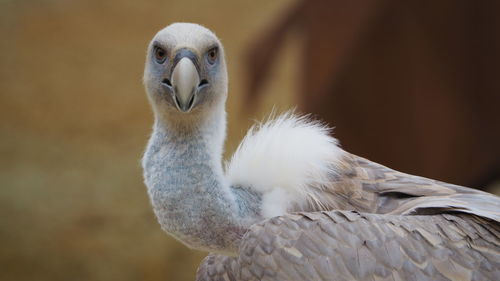 Close-up of a bird