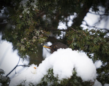 View of birds on snow covered plants