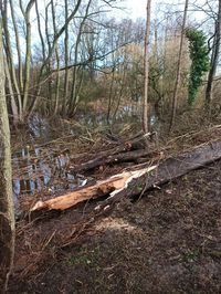 Fallen tree in forest