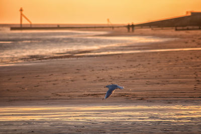 Seagull flying over beach during sunset