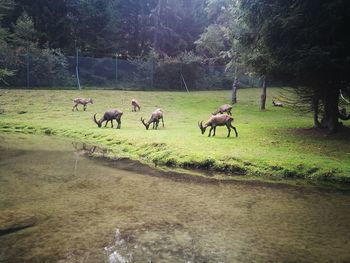 Horses in a field