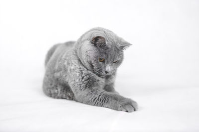 Close-up of a cat looking away