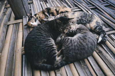 High angle view of cat sleeping