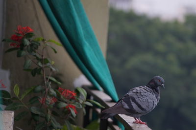 Close-up of bird perching on flower