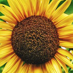 Full frame shot of sunflower blooming against black background