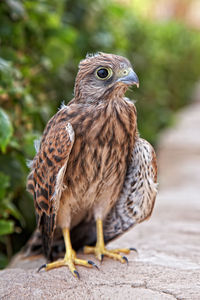 Close-up of a bird