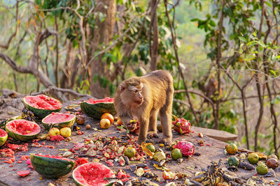 View of squirrel eating food in a forest