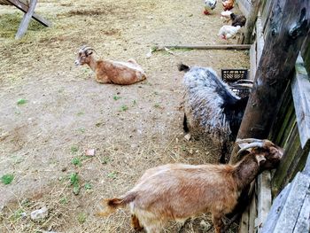 High angle view of goat on field