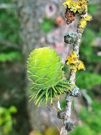 Close-up of yellow flowering plant