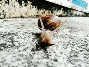 Close-up of snail