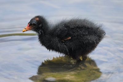 Close-up of bird by lake