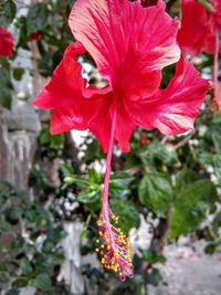 Close-up of pink flowers