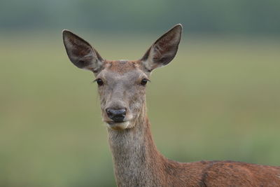 A red deer up close