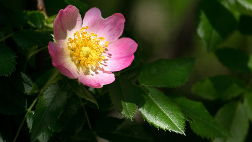 Close-up of pink flower