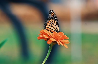 Close-up of butterfly pollinating on flower