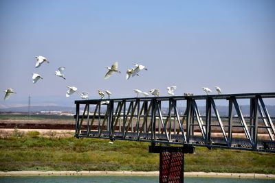 Seagulls flying against clear sky