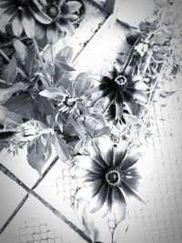 High angle view of flowering plants on tiled floor