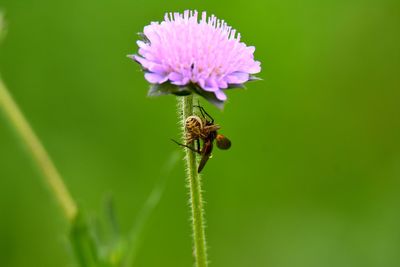 Spider catching an insect on purple flower