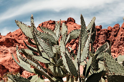 Close-up of cactus plant against cloudy sky during sunny day