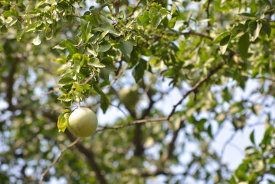 Aegle marmelos or indian bael fruit on the tree