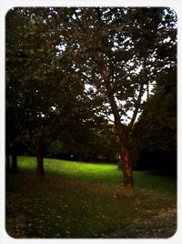 Trees on grassy field