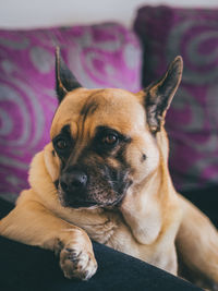 Close-up portrait of dog relaxing at home