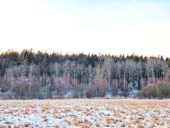 Trees on field against sky